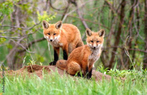 Cuadros en Lienzo Amazingly beautiful red fox kits