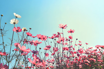 Wall Mural - landscape vintage nature background of cosmos flower field with sunlight blue sky. vintage color ton