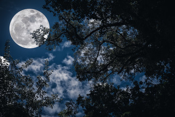 Wall Mural - Silhouette of the branches of trees against the night sky