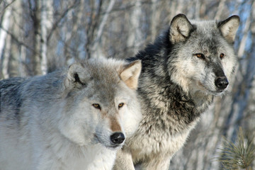 Naklejka zwierzę fauna natura ssak wilk
