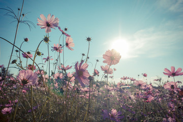 Wall Mural - pink cosmos flower blooming in the field