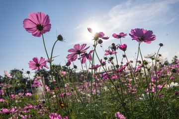 Wall Mural - pink cosmos flower blooming in the field
