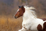 Fototapeta Konie - Bay pinto horse portrait with long mane in motion