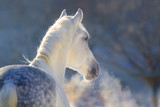 Fototapeta Konie - White horse portrait with steam from nostril at sunset light