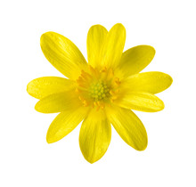 Yellow Flower (Caltha Palustris) Isolated On White.
