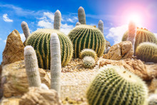 Cactus Garden Against A Cloudy Blue Sky And The Sunshine.