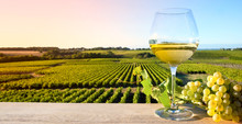 Vin Blanc Sur Fond De Vigne En France