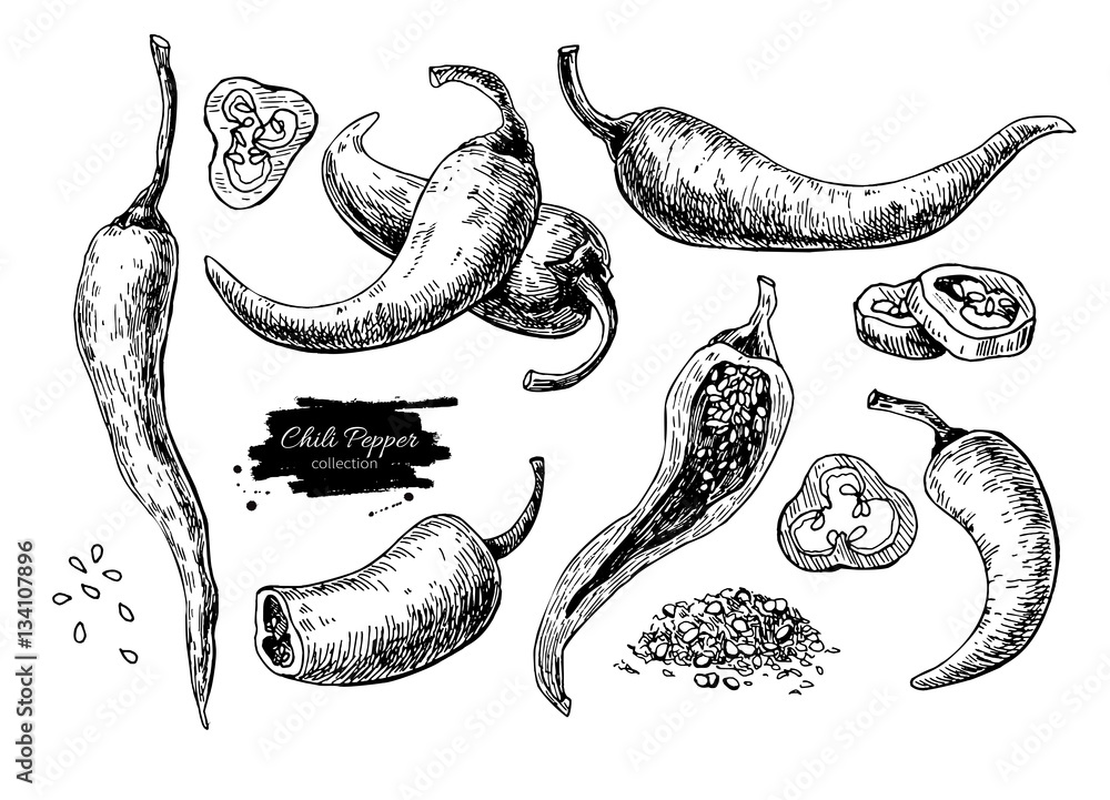 Chili Pepper hand drawn vector illustration. Vegetable engraved style object. Isolated hot spicy mexican - obrazy, fototapety, plakaty 