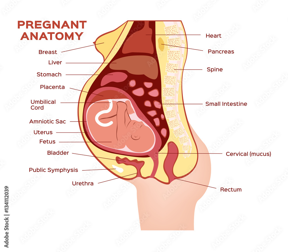 woman pregnant anatomy vector Stock Vector | Adobe Stock, image size:1000x877
