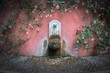 Old traditional drinking fountain in Rome known as Nasone placed in the Rome Rose Garden 