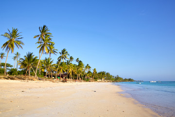 Wall Mural - Sand beach with palm trees, Kizimkazi, Zanzibar