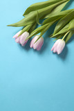 Fototapeta Tulipany - pink tulips flowers arrangement on blue background