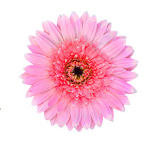 Pink Gerbera Flower Isolated On A White Background