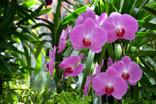 Beautiful Pink Moth Orchids