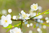Fototapeta Kwiaty - Spring blossoming white spring flowers