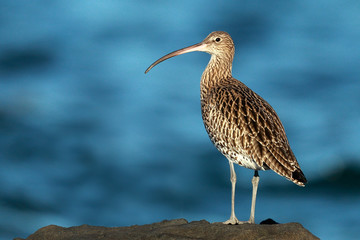 Wall Mural - Curlew portrait