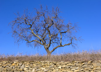 Bare tree stands behind a dry wall