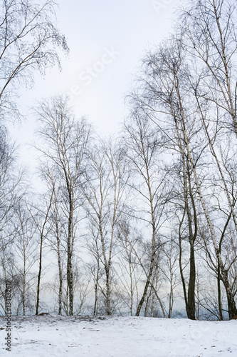 Fotografia, Obraz Group of bare trees during winter season