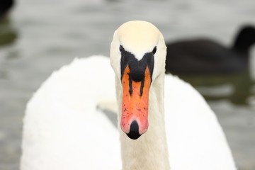 Wall Mural - Swan face, close up