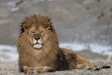 Rare Captive Male Barbary Lion