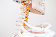 Close up side view human skeleton cervical spine anatomical model. Medical clinic concept. Selective focus