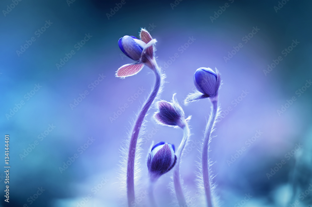Spring blooming forest flowers in soft focus on light blue background outdoor close-up macro. Spring template floral background wallpaper. Elegant gentle air delicate artistic image. - obrazy, fototapety, plakaty 