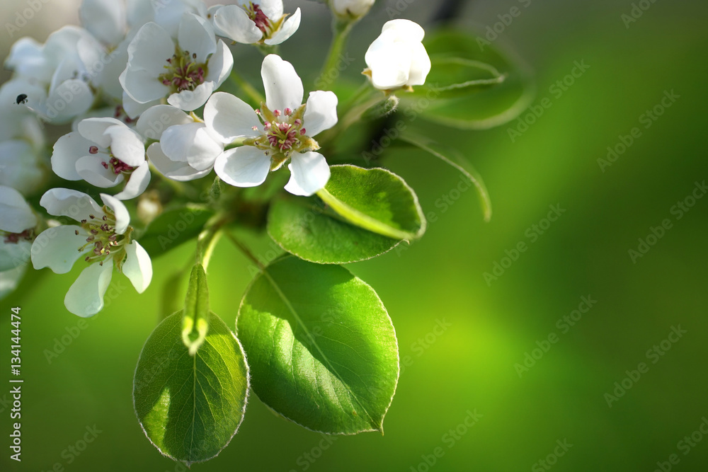 Spring border template wallpaper with a branch of a blossoming apple tree close-up macro on a soft blurred green background. Apple tree in bloom. - obrazy, fototapety, plakaty 