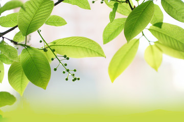 Aufkleber - Succulent young green bird cherry tree leaves glow in the sun with soft focus close-up macro. Spring summer border template floral background wallpaper.
