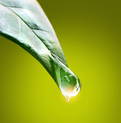Aufkleber - Drop water dew in the sunlight on leaf macro closeup on a green background. Spring summer  template background for design.