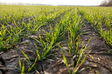 green shoots of winter crops