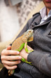 Close up image of man holding his exotic home pet green iguana. Selective focus