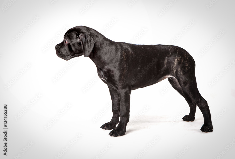 Photo Art Print Cane Corso Puppy On A White Background