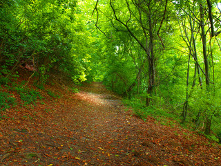 Canvas Print - Forest path