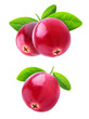 Isolated cranberries. Two images of cranberry fruits on a branch with leaves isolated on white background with clipping path