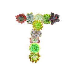 Succulent Letter T