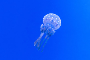 Jellyfish on blue background, close up, detail