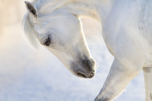 White Horse With Long Mane Portrait In Motion In Winter Day 