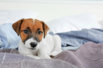 Wall Mural - Cute funny puppy lying on bed at home