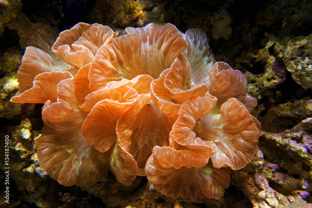 Fox coral (Nemenzophyllia turbida). Hard coral with large polyps