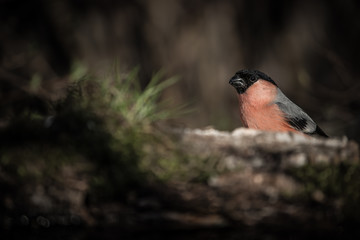 Wall Mural - Bullfinch (Pyrrhula pyrrhula) on defocused blurred natural backg