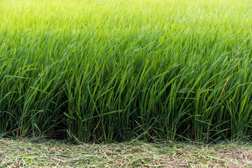 Wall Mural - the rice field