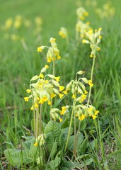 Canvas Print - Primula veris