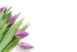 Fototapeta Tulipany - fresh purple tulips shot from above isolated on white background