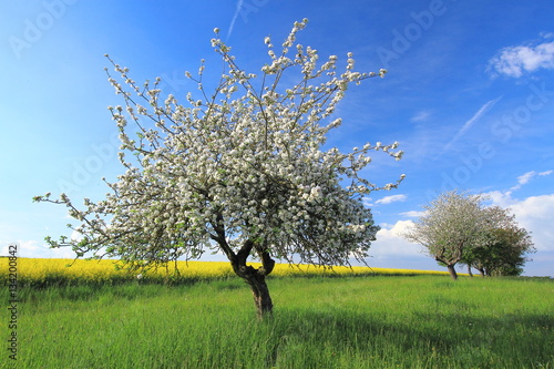 Pommier En Fleurs La Campagne Au Printemps Avec Pommiers Et Colza En Fleurs Et La Prairie Bien Verte Stock Photo Adobe Stock