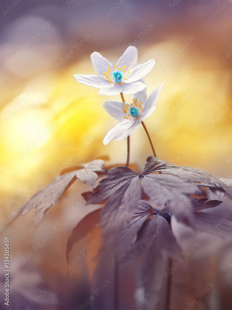 Spring two blooming forest flowers in soft focus morning at sunrise in sun outdoor close-up macro. Spring template floral background wallpaper. Elegant gentle romantic delicate artistic image love. - obrazy, fototapety, plakaty 