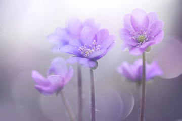 Fotomurales - Spring blooming forest flowers in soft focus on light violet background outdoor close-up macro. Spring template floral background wallpaper. Elegant gentle air delicate artistic image.