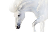Fototapeta Konie - White horse on white background in high key