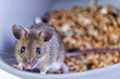 Mouse portrait in grain bowl