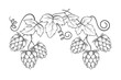 illustration of hops for brewing