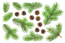 Fir Tree Branch And Pine Cones Isolated On White Background